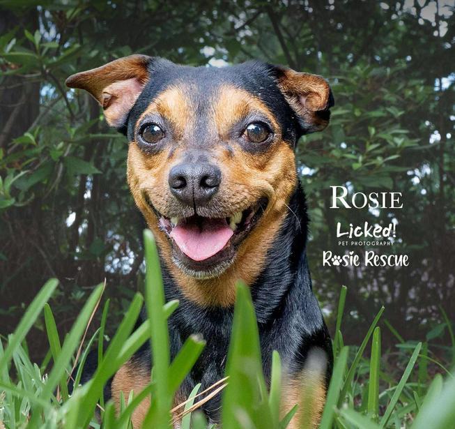 Rosie, a Adopted mixed breed in Mount Pleasant, SC image 3/6