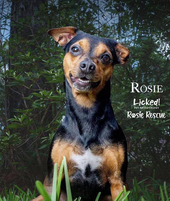 Rosie, a Adopted mixed breed in Mount Pleasant, SC image 1/6
