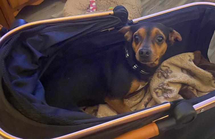 Rosie, a Adopted mixed breed in Mount Pleasant, SC image 5/6