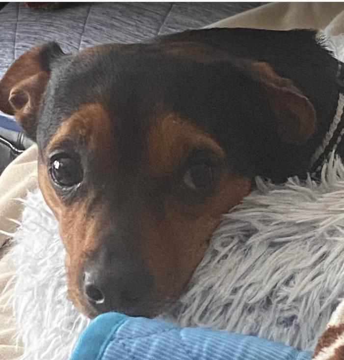 Rosie, a Adopted mixed breed in Mount Pleasant, SC image 2/6