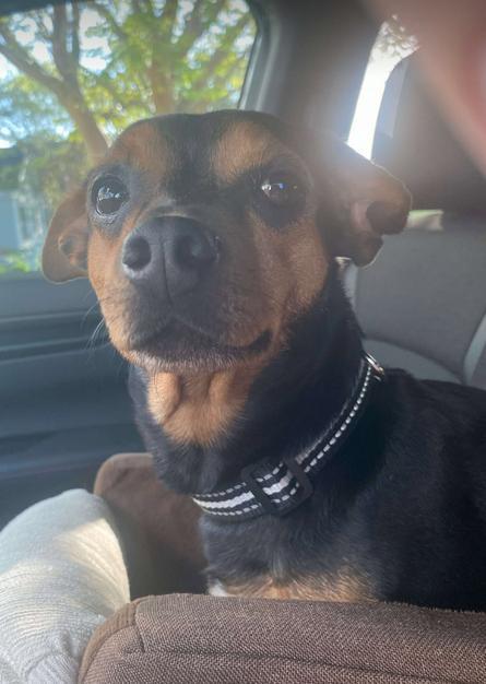 Rosie, a Adopted mixed breed in Mount Pleasant, SC image 6/6