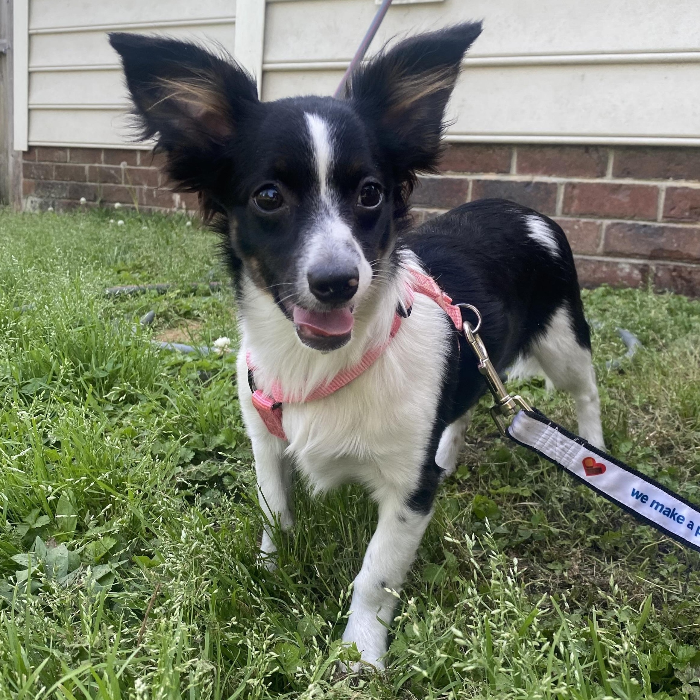 Penny, Adopted, Young Female Chihuahua & Dachshund (Long Haired).