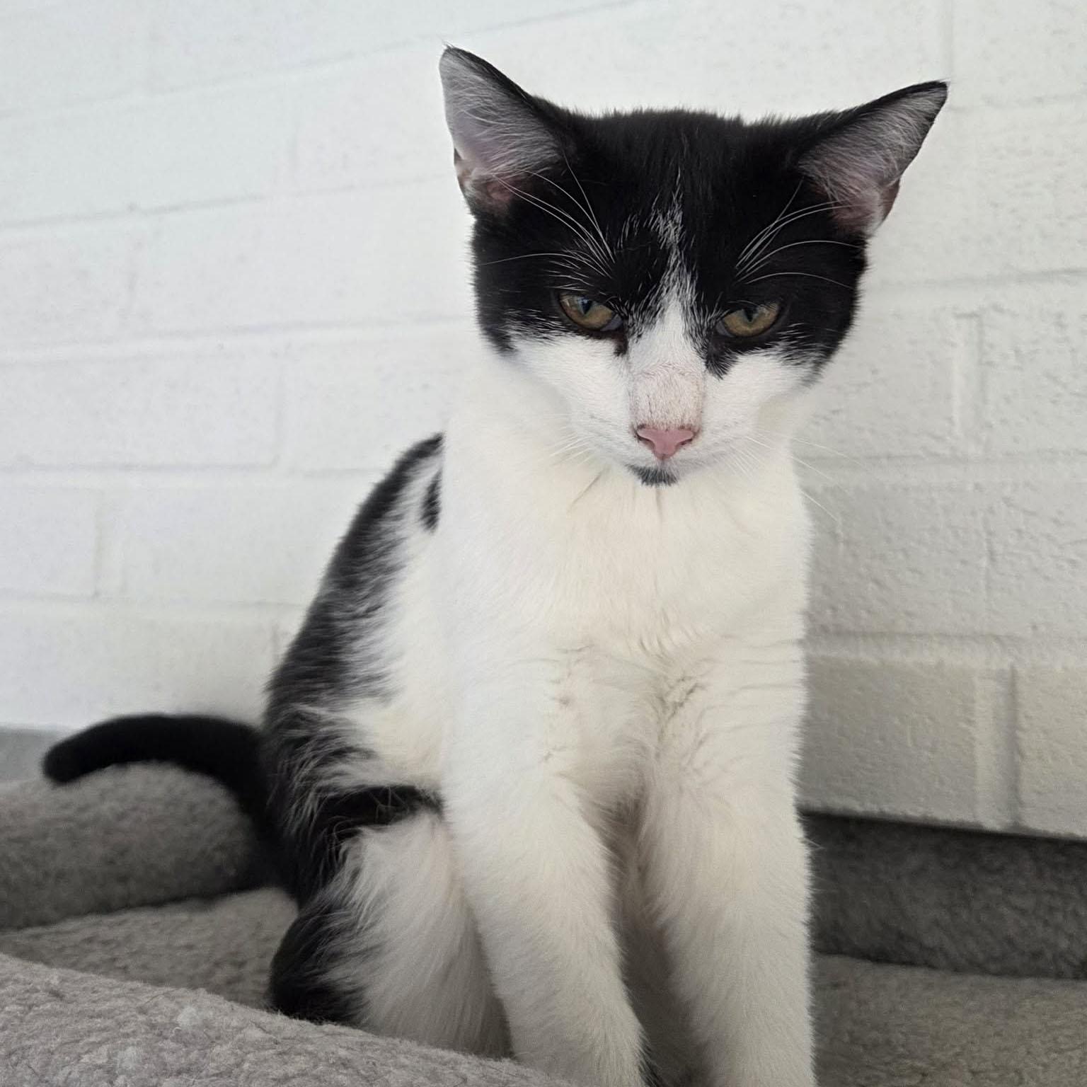 Enlarge Walnut, a Adoptable mixed breed in Harrisburg, PA image 1/6