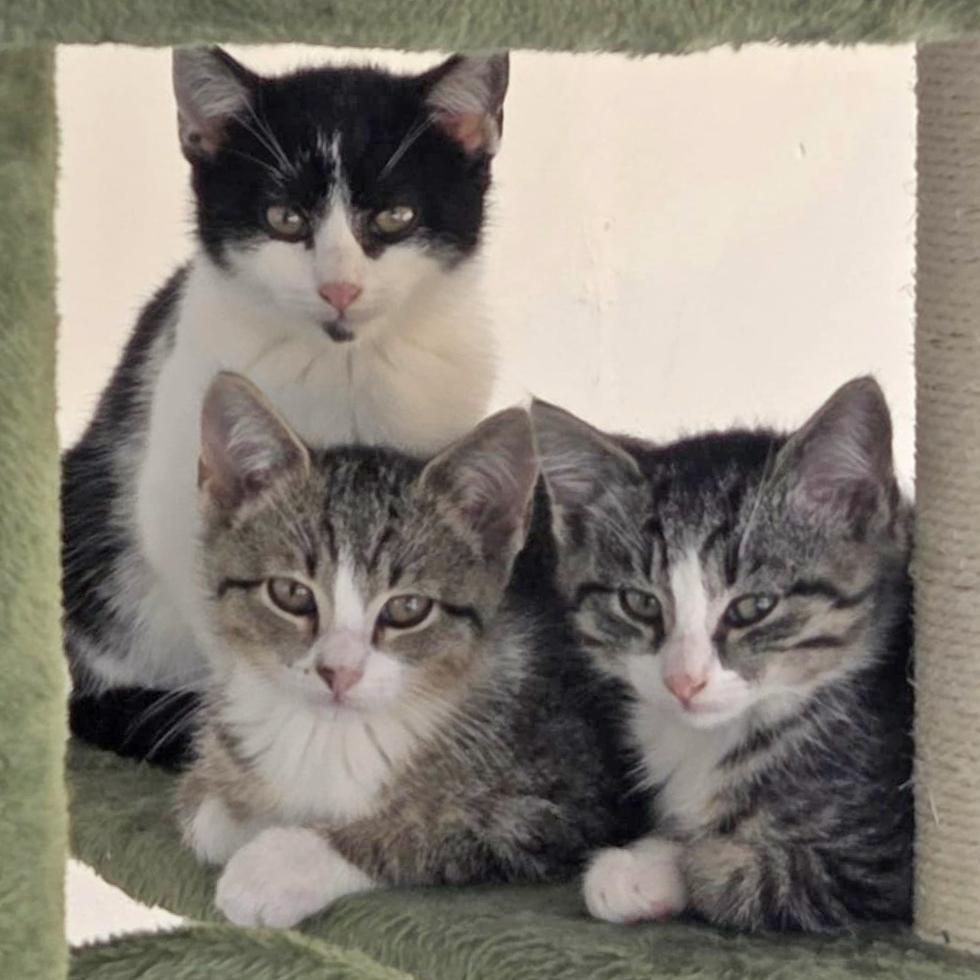 Enlarge Walnut, a Adoptable mixed breed in Harrisburg, PA image 4/6