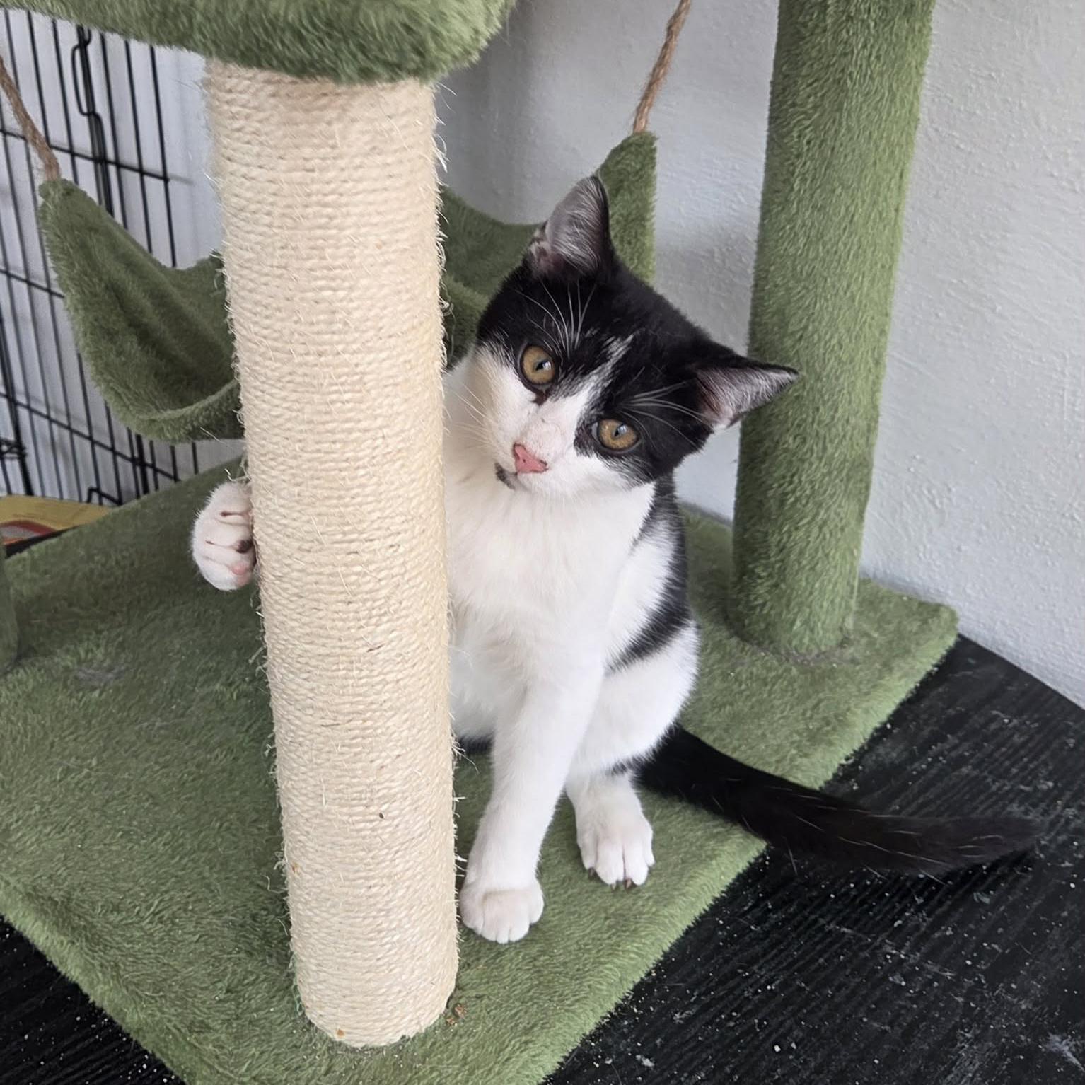 Enlarge Walnut, a Adoptable mixed breed in Harrisburg, PA image 5/6