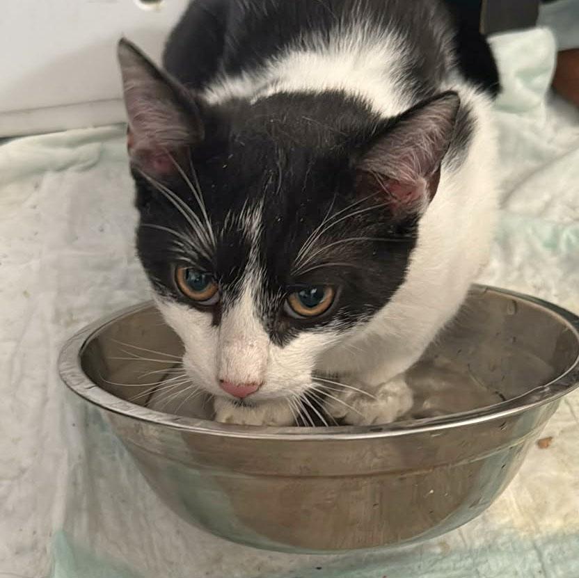 Enlarge Walnut, a Adoptable mixed breed in Harrisburg, PA image 2/6