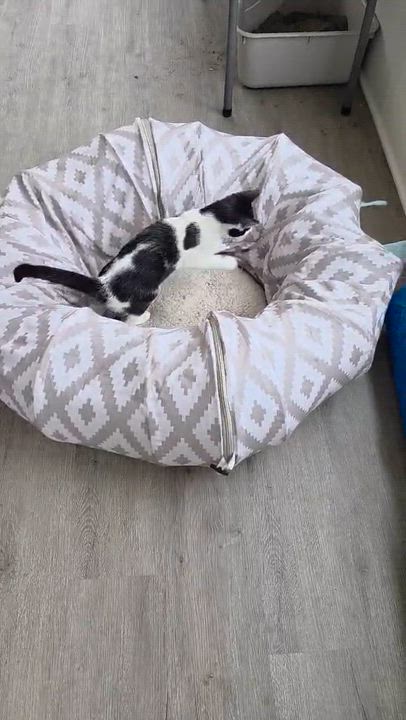 Enlarge Walnut, a Adoptable mixed breed in Harrisburg, PA video 6/6