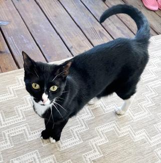 Smokey, Adoptable, Adult Male Domestic Short Hair.