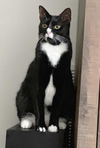 Smokey, an adoptable Domestic Short Hair in Lake Monroe, FL, 32747 | Photo Image 2