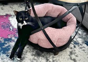 Smokey, an adoptable Domestic Short Hair in Lake Monroe, FL, 32747 | Photo Image 3