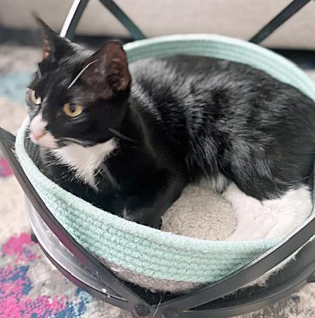 Smokey, an adoptable Domestic Short Hair in Lake Monroe, FL, 32747 | Photo Image 4