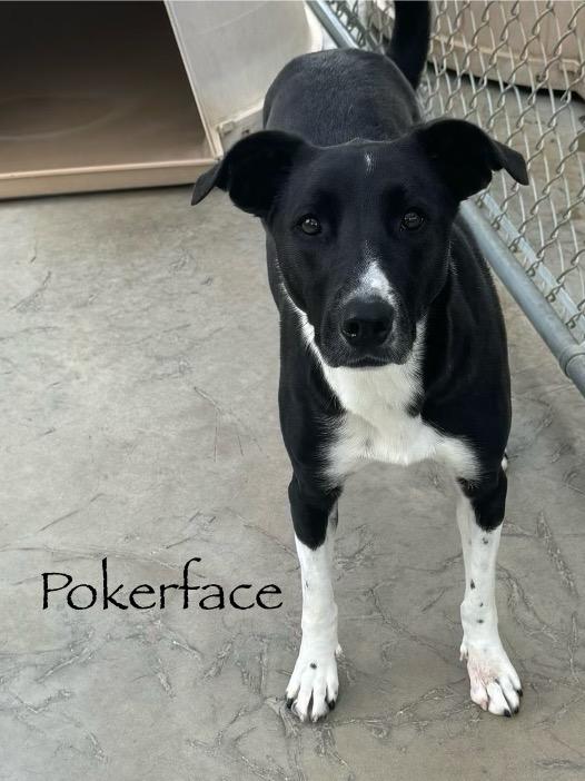 Enlarge Pokerface, a Adoptable mixed breed in Monticello, FL image 2/2