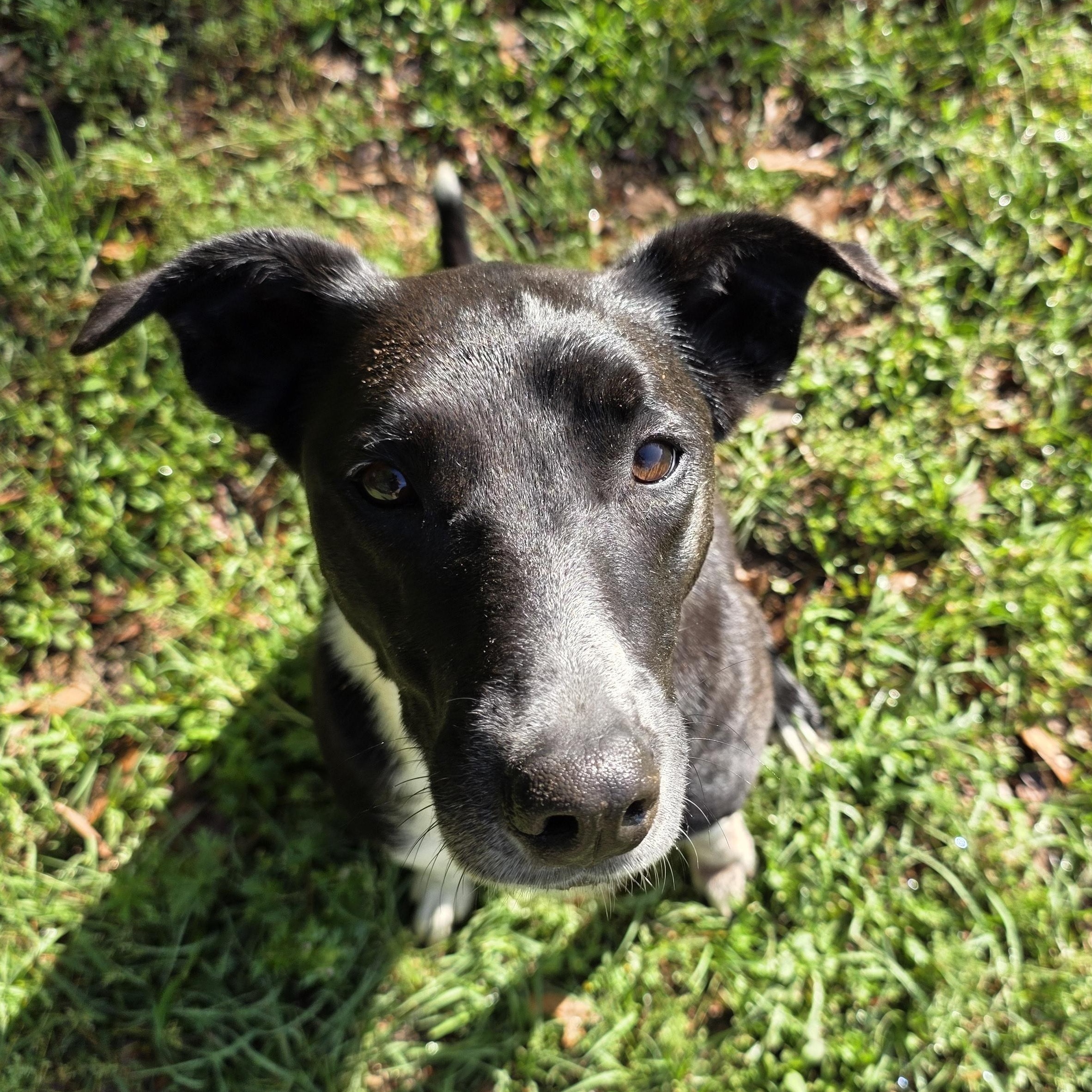 Enlarge Pokerface, a Adoptable mixed breed in Monticello, FL image 1/2