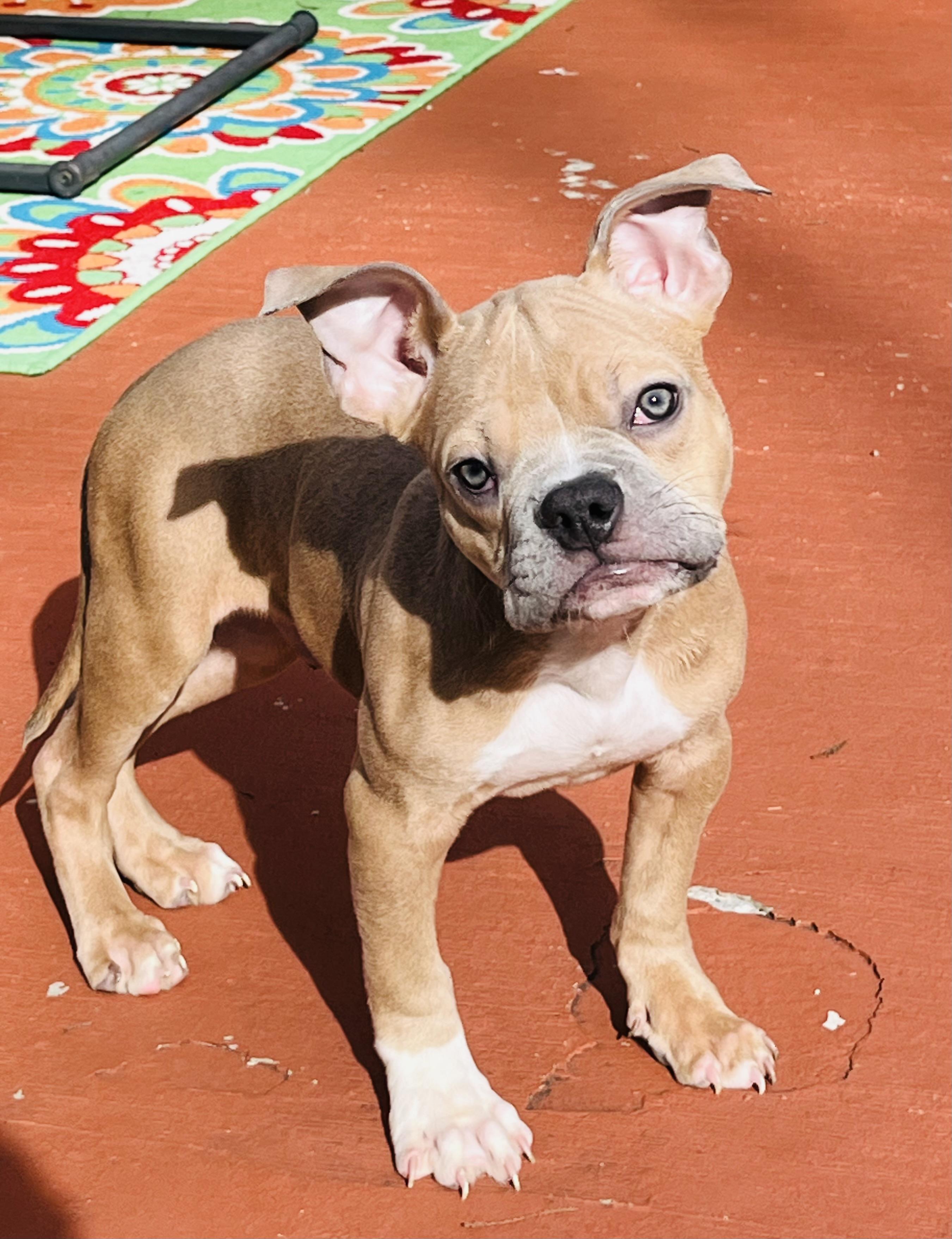 Enlarge Batman, a ADOPTABLE mixed breed in Knoxville, TN image 2/4