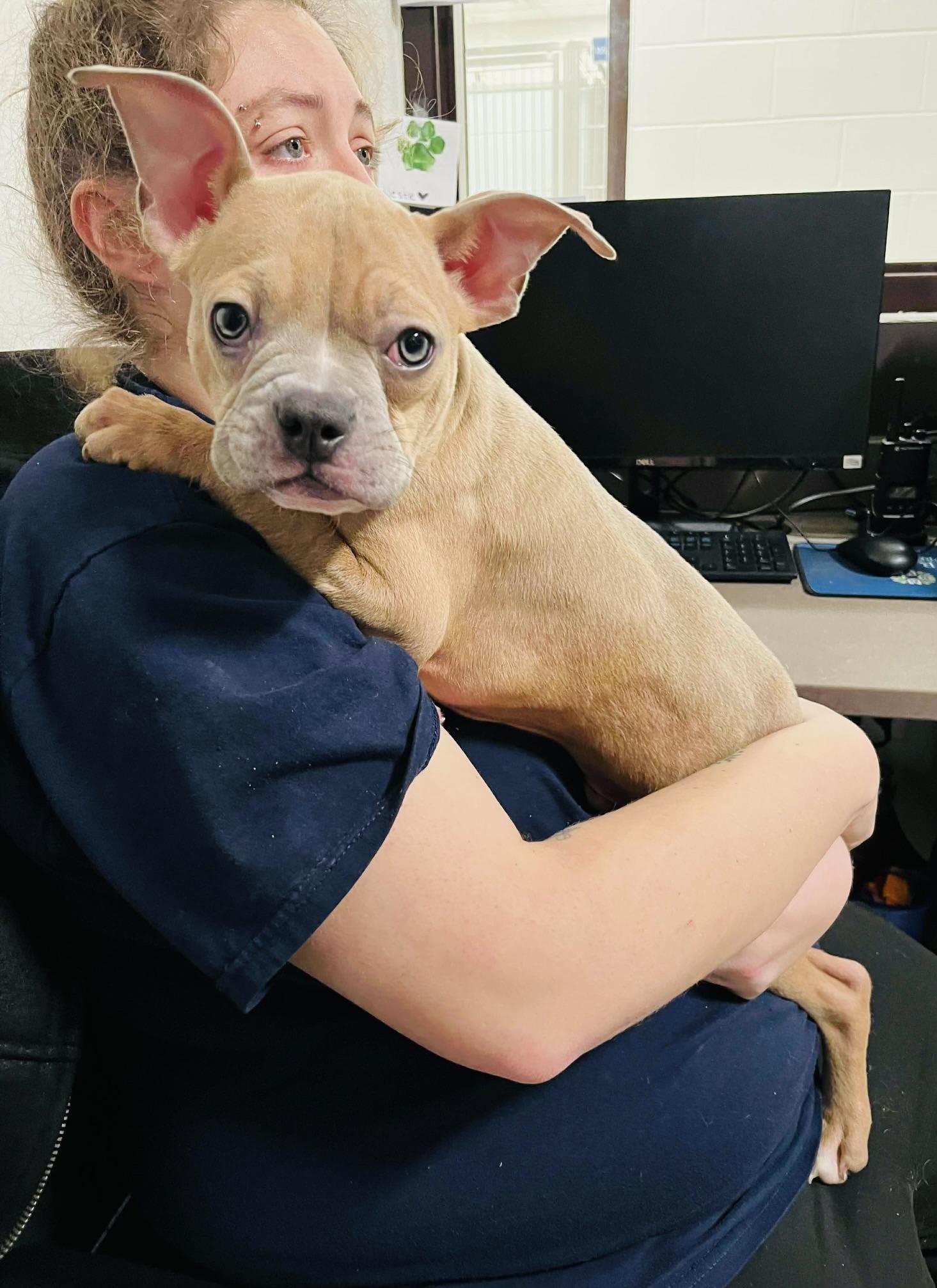 Batman, ADOPTABLE, Puppy Male Boston Terrier & French Bulldog.