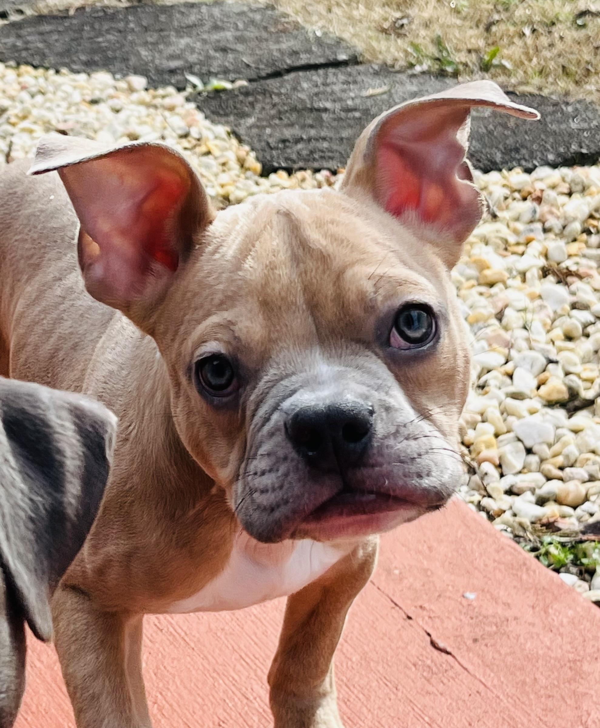 Enlarge Batman, a ADOPTABLE mixed breed in Knoxville, TN image 4/4