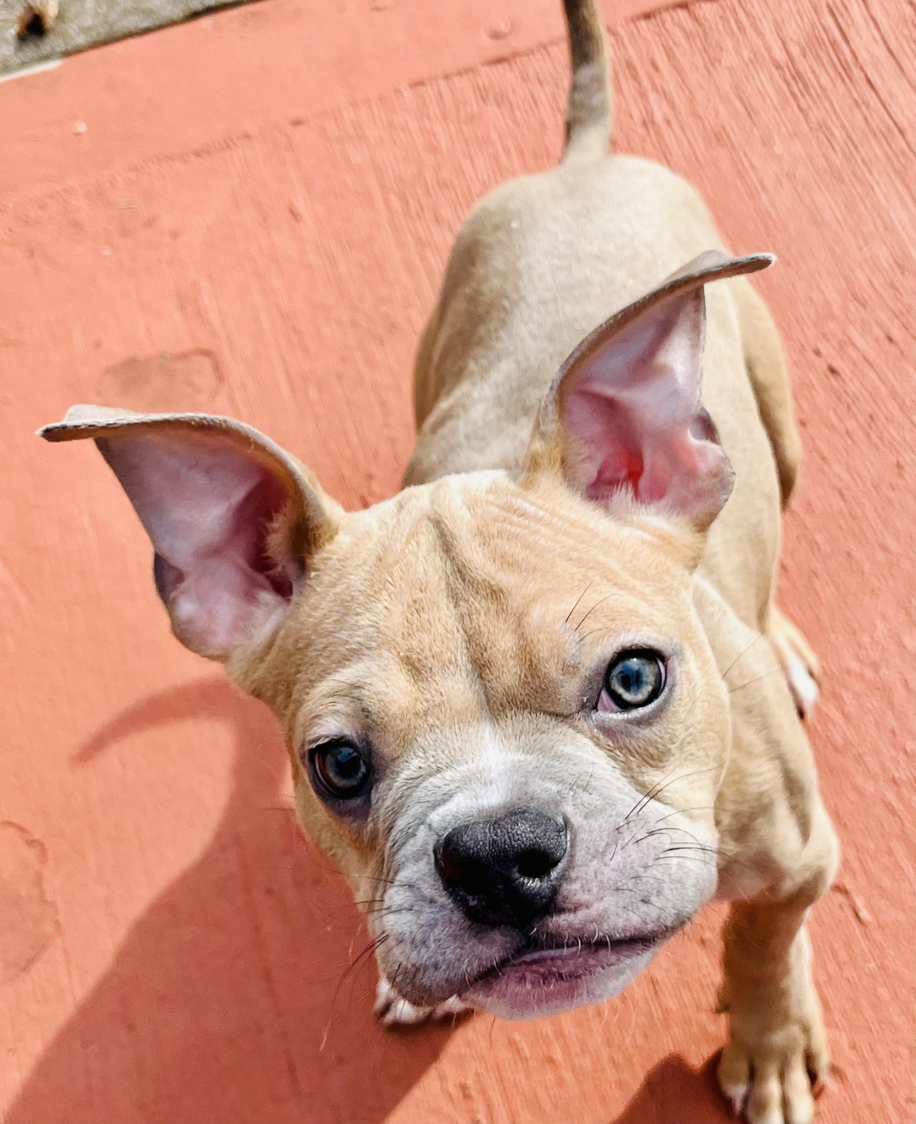 Enlarge Batman, a ADOPTABLE mixed breed in Knoxville, TN image 3/4