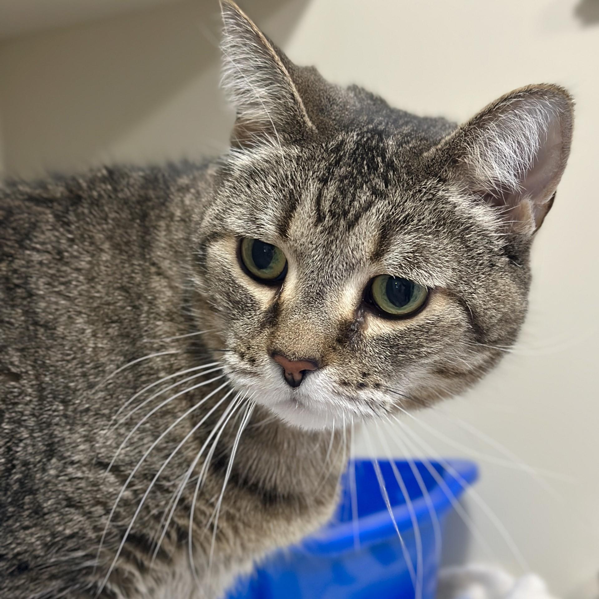 Princess Tiger Lilly, an adoptable Domestic Short Hair in Victor, NY image 4/5