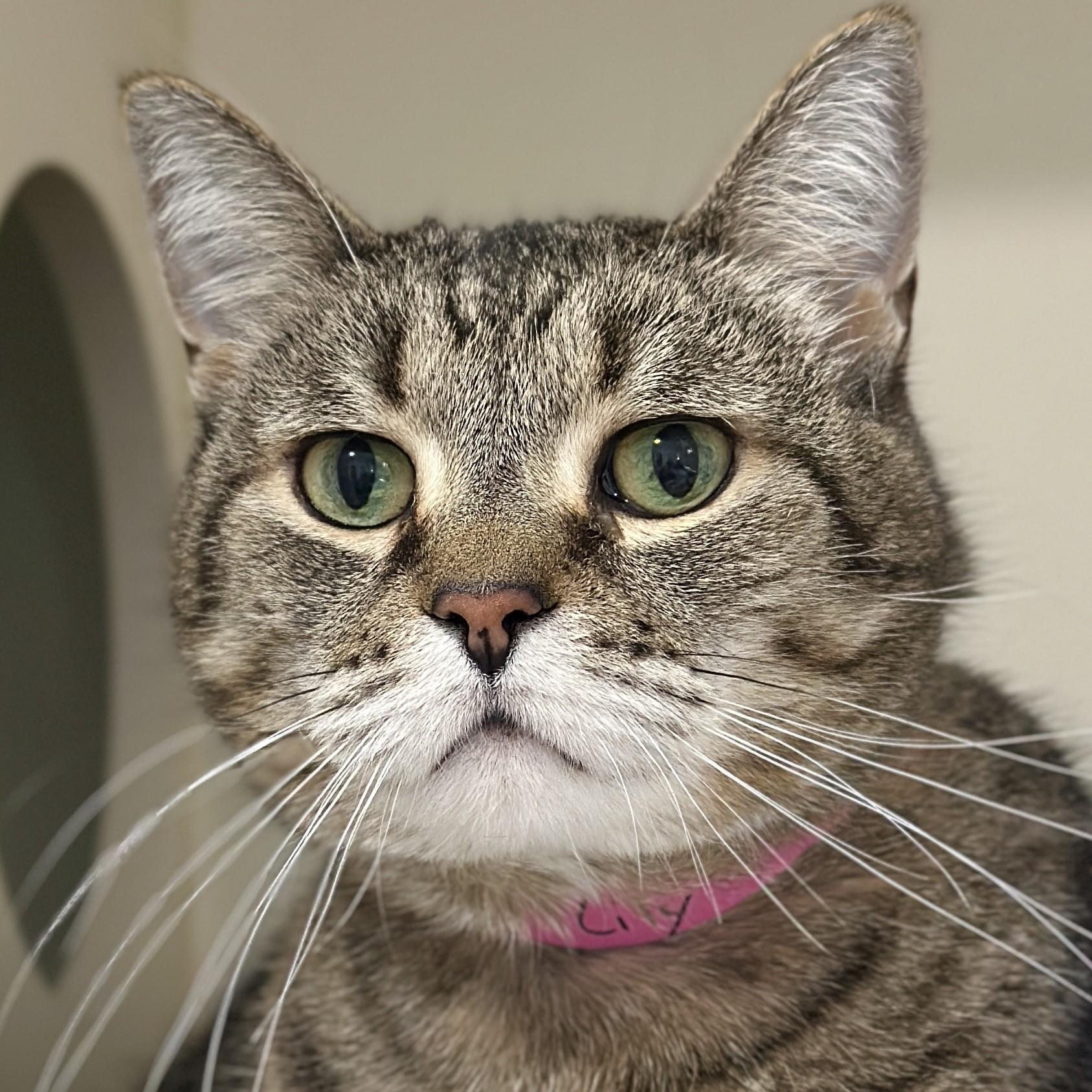 Princess Tiger Lilly, an adoptable Domestic Short Hair in Victor, NY image 1/5
