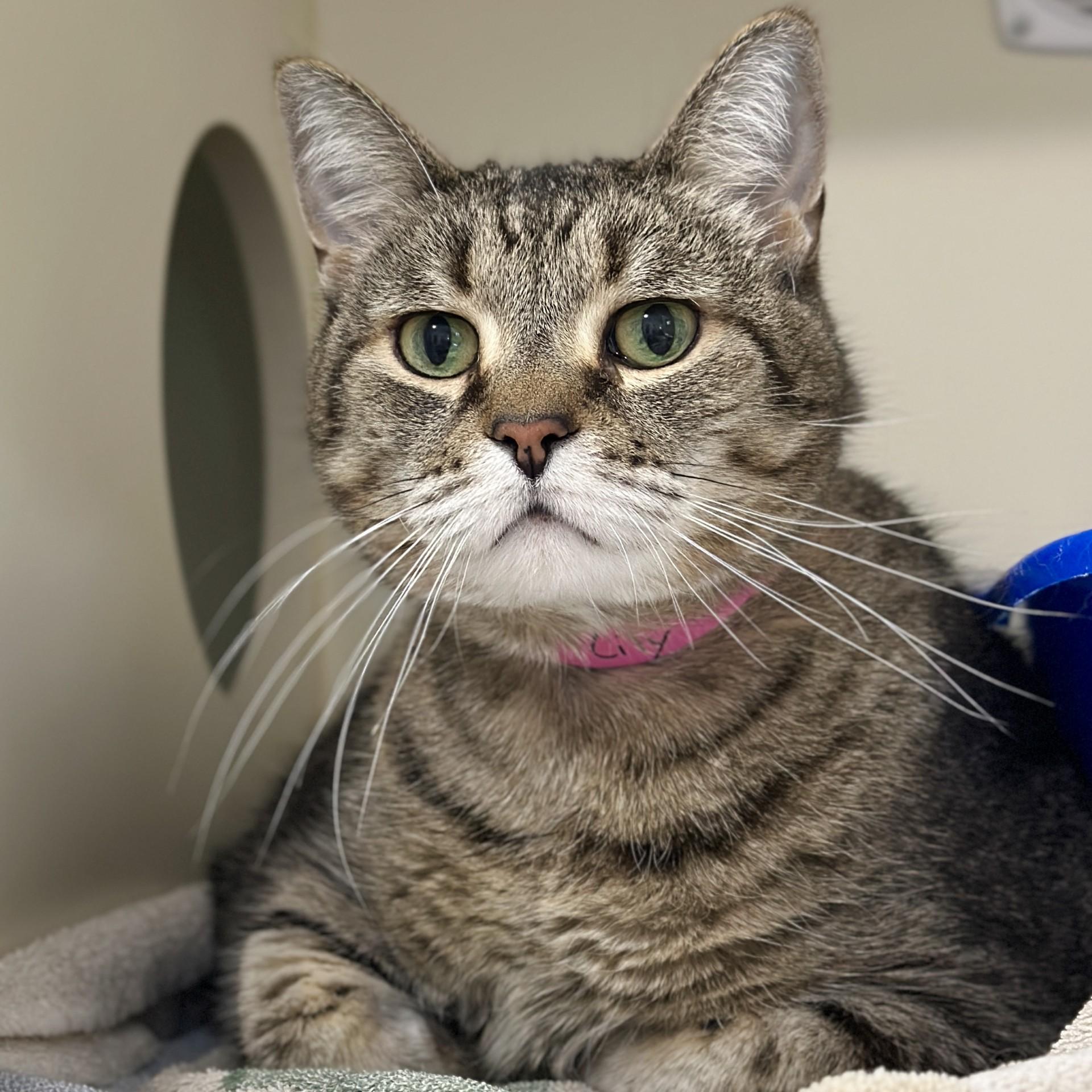 Princess Tiger Lilly, an adoptable Domestic Short Hair in Victor, NY image 3/5