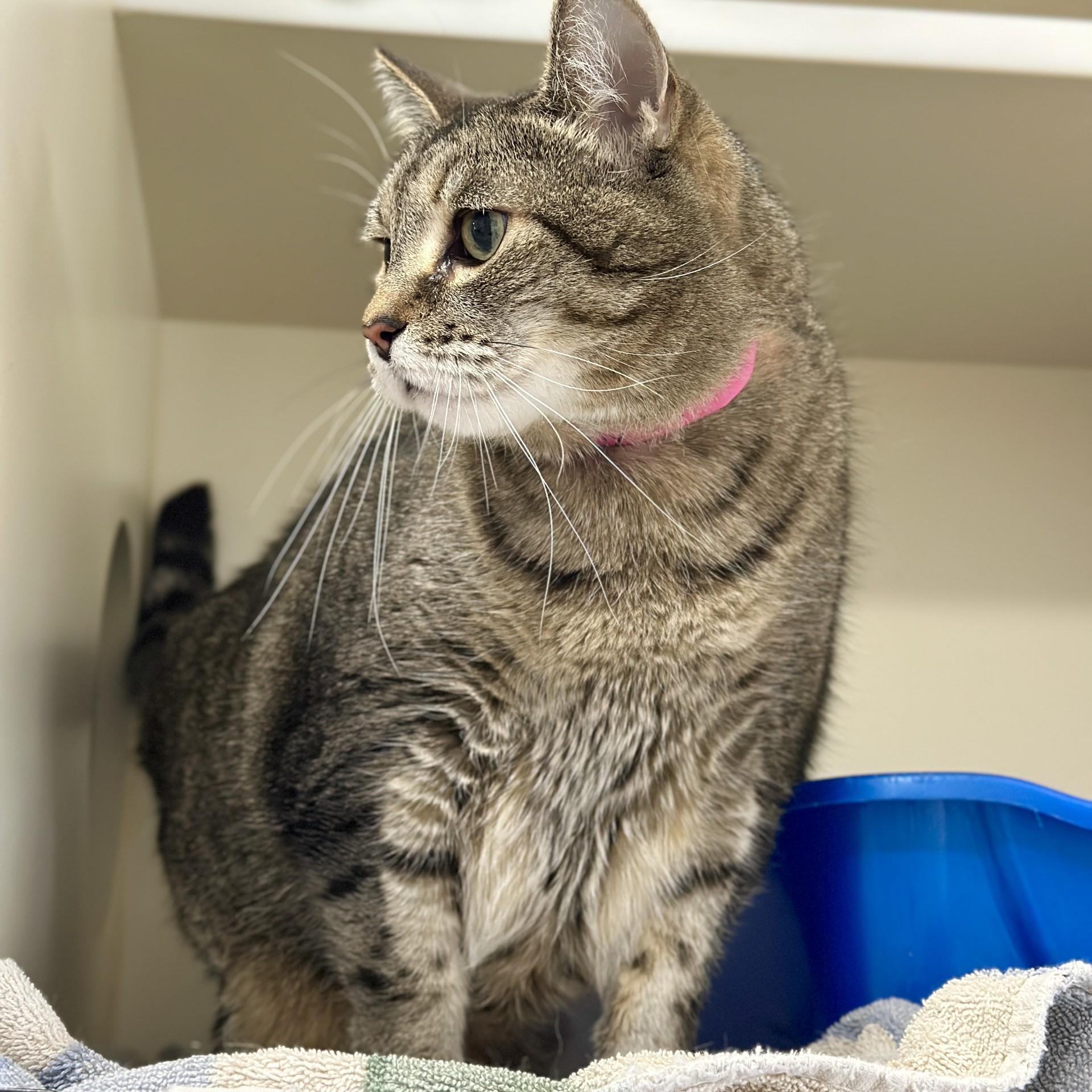 Princess Tiger Lilly, an adoptable Domestic Short Hair in Victor, NY image 2/5
