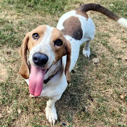 MAPLE - ADOPTION PENDING!, Adoptable, Young Female Basset Hound.