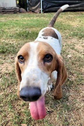 Enlarge MAPLE - ADOPTION PENDING!, a Adoptable Basset Hound in Mays Landing, NJ image 2/3