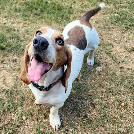 Enlarge MAPLE - ADOPTION PENDING!, a Adoptable Basset Hound in Mays Landing, NJ image 3/3