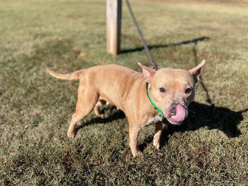 Enlarge Mae Belle, a Adoptable Pit Bull Terrier in Maryville, TN image 1/5