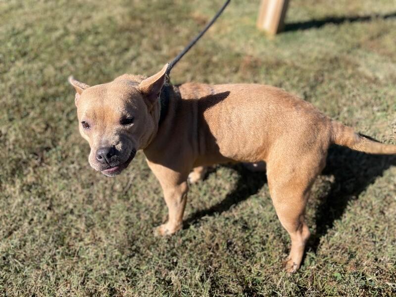 Enlarge Mae Belle, a Adoptable Pit Bull Terrier in Maryville, TN image 2/5