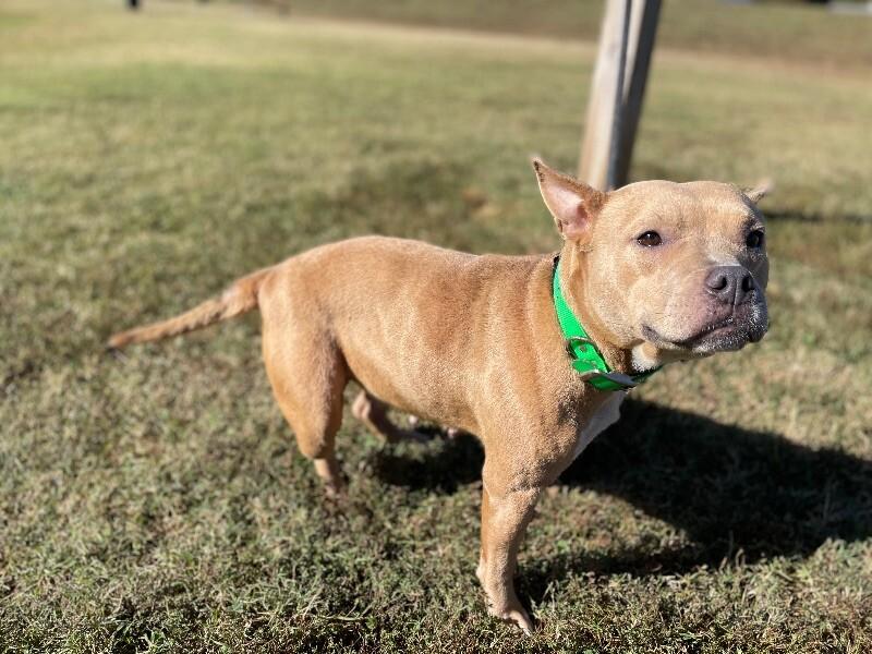 Enlarge Mae Belle, a Adoptable Pit Bull Terrier in Maryville, TN image 3/5
