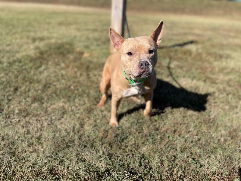 Enlarge Mae Belle, a Adoptable Pit Bull Terrier in Maryville, TN image 4/5