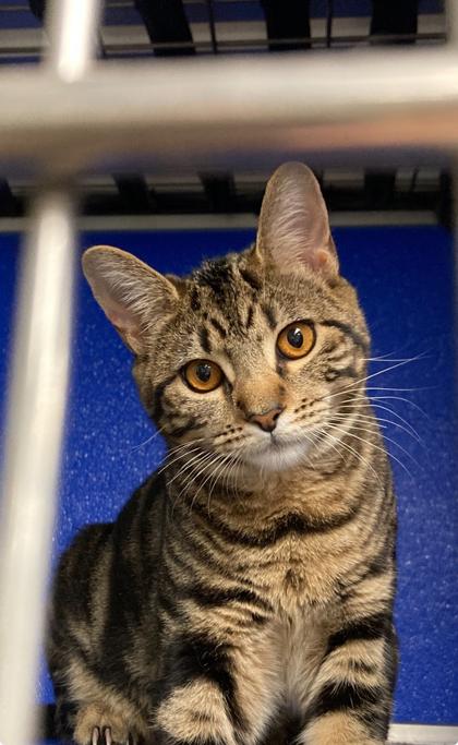 Enlarge Xerek, a Adoptable Domestic Short Hair in Picayune, MS image 1/3