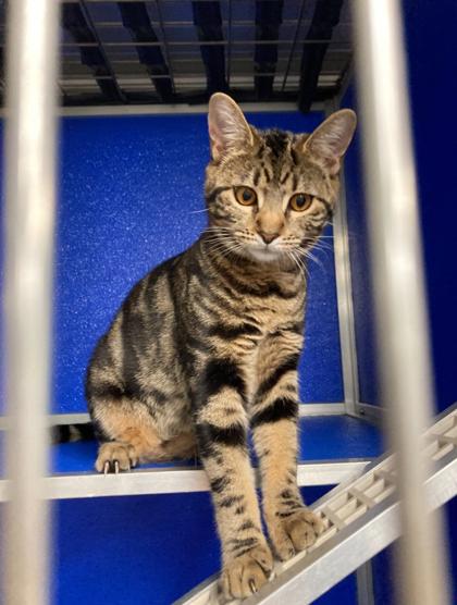 Enlarge Xerek, a Adoptable Domestic Short Hair in Picayune, MS image 2/3