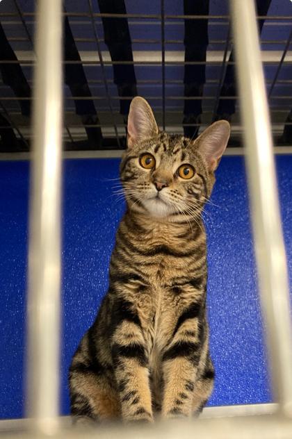 Enlarge Xerek, a Adoptable Domestic Short Hair in Picayune, MS image 3/3