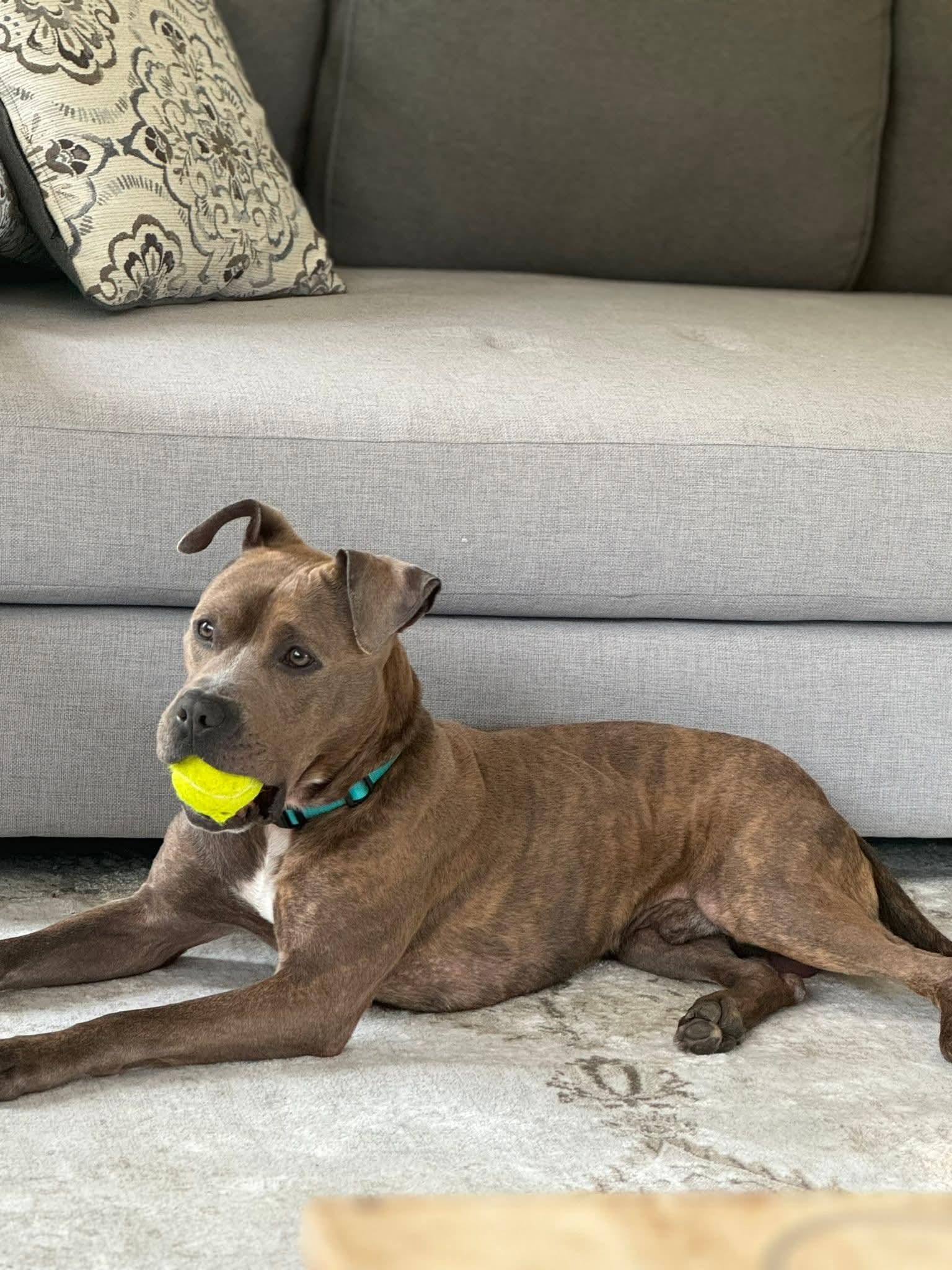 Rocco