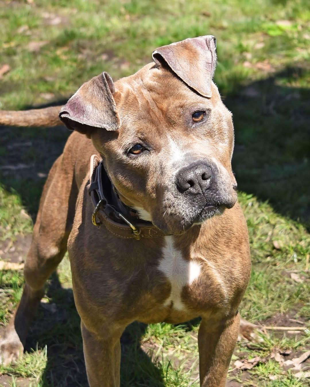Rocco