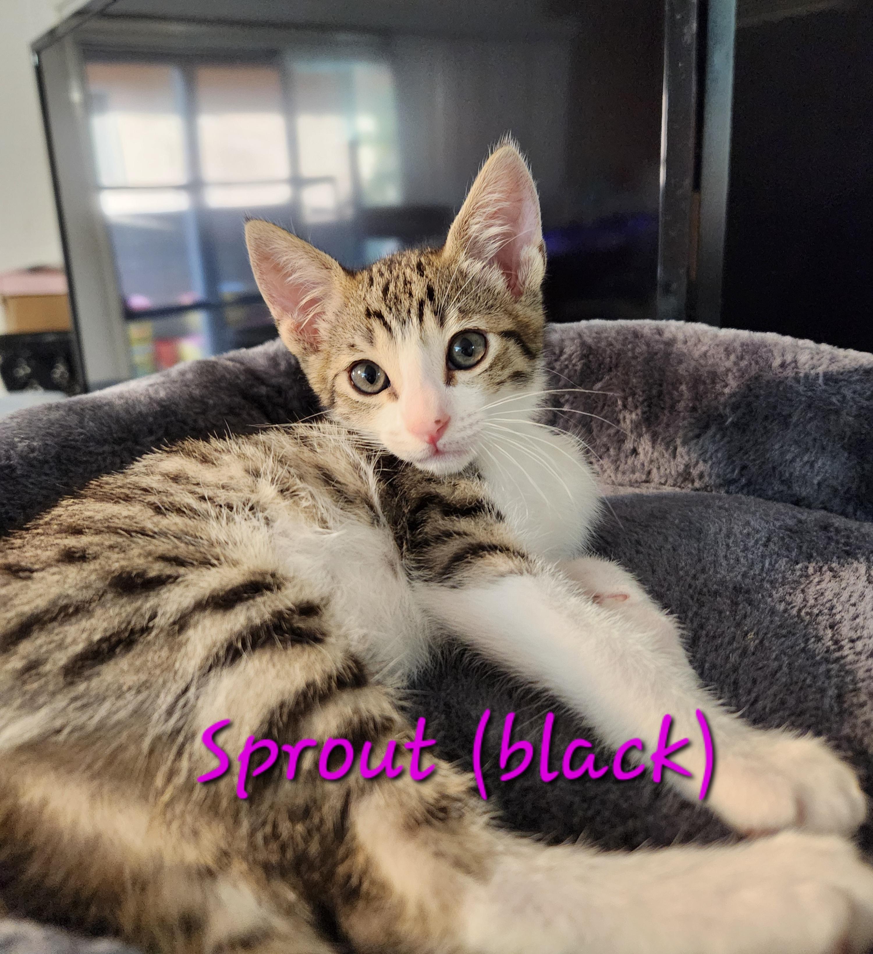 Sprout