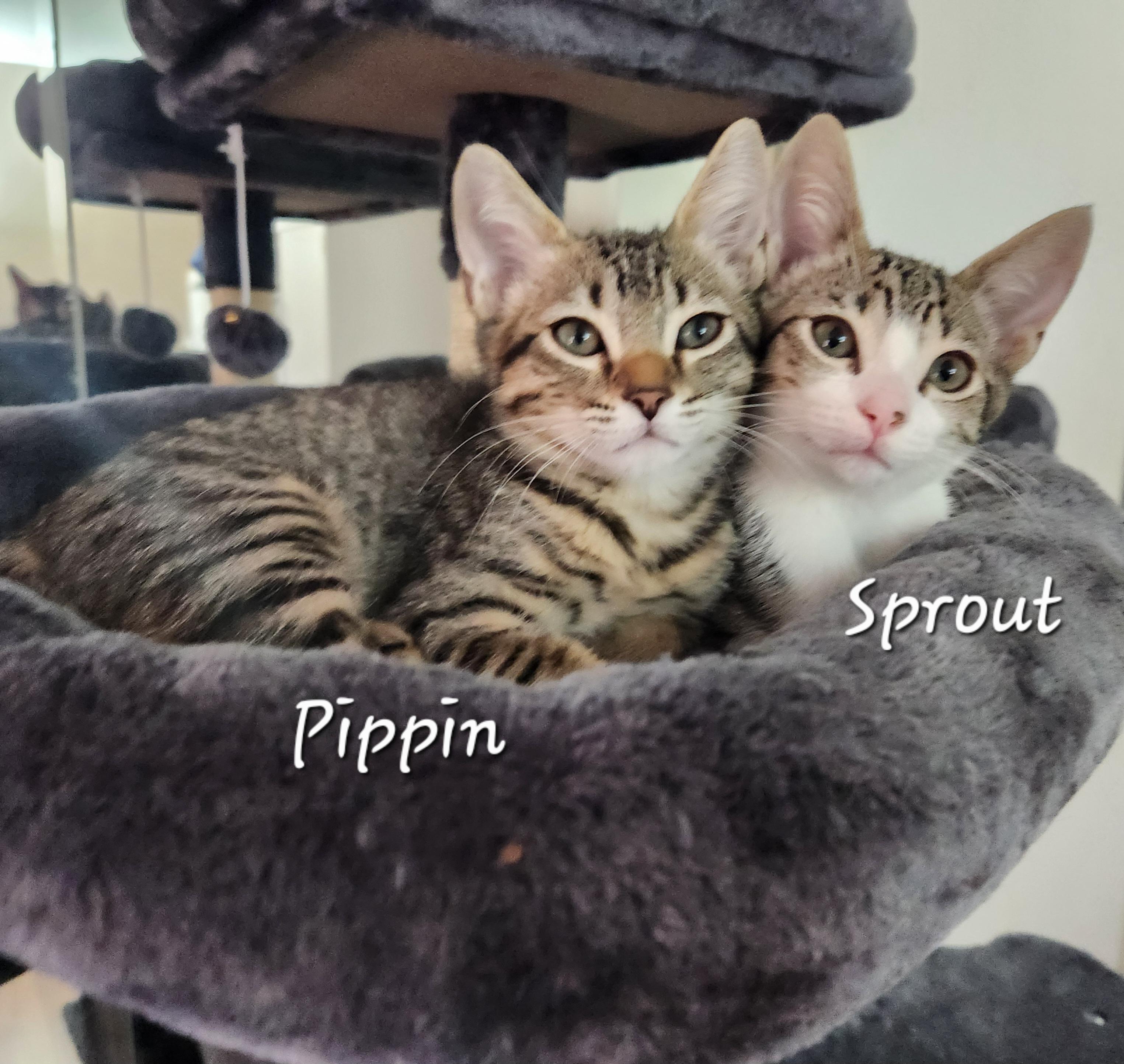 Sprout