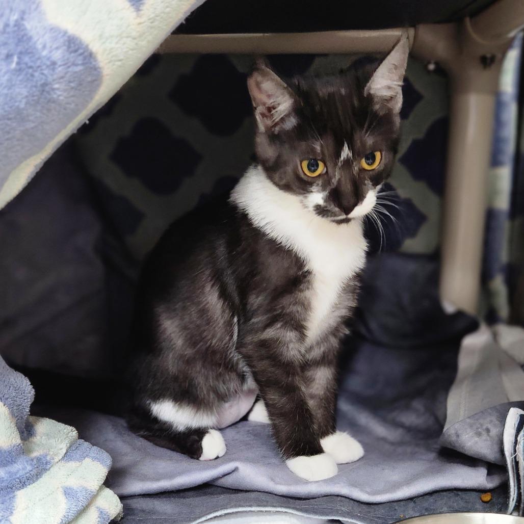 Cookies and Cream, Adoptable, Kitten Female Domestic Short Hair.