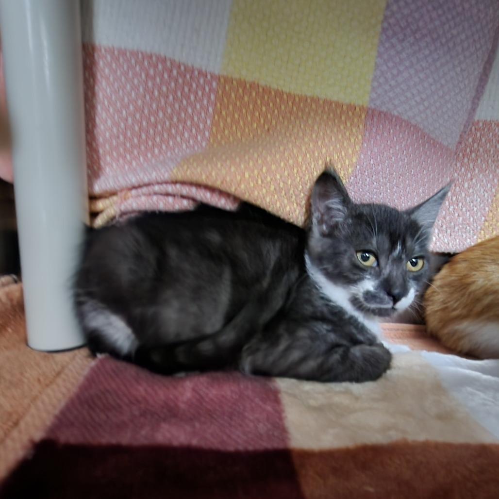 Enlarge Cookies and Cream, a Adoptable Domestic Short Hair in Grand Rapids, MI image 2/3