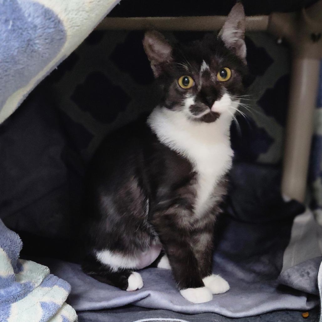 Enlarge Cookies and Cream, a Adoptable Domestic Short Hair in Grand Rapids, MI image 3/3