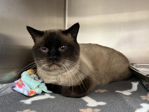 Bram, Adoptable, Adult Male Siamese & Domestic Short Hair.