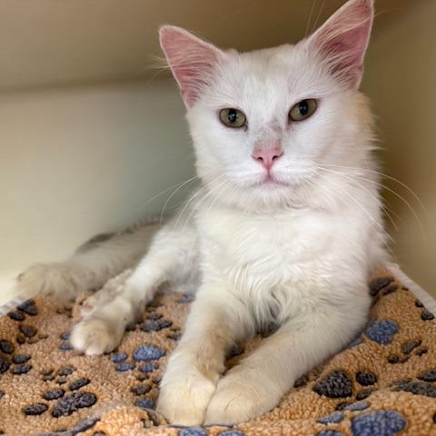 Enlarge Guy Fieri, a Adoptable Domestic Medium Hair in New Fairfield, CT image 1/6