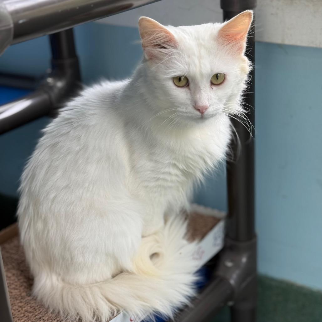 Enlarge Guy Fieri, a Adoptable Domestic Medium Hair in New Fairfield, CT image 1/6