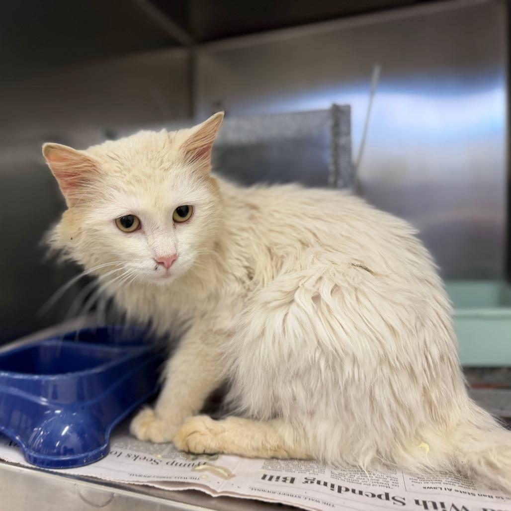 Enlarge Guy Fieri, a Adoptable Domestic Medium Hair in New Fairfield, CT image 2/6