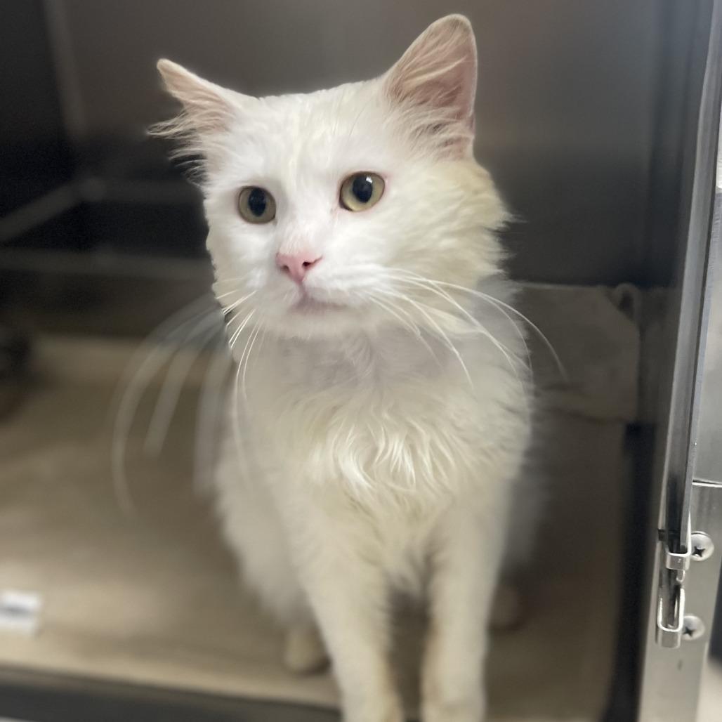 Enlarge Guy Fieri, a Adoptable Domestic Medium Hair in New Fairfield, CT image 3/6