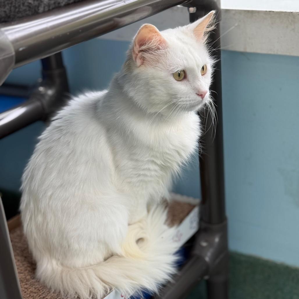 Enlarge Guy Fieri, a Adoptable Domestic Medium Hair in New Fairfield, CT image 3/6
