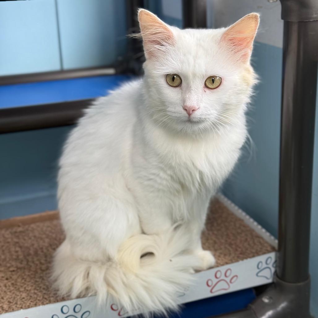 Enlarge Guy Fieri, a Adoptable Domestic Medium Hair in New Fairfield, CT image 4/6