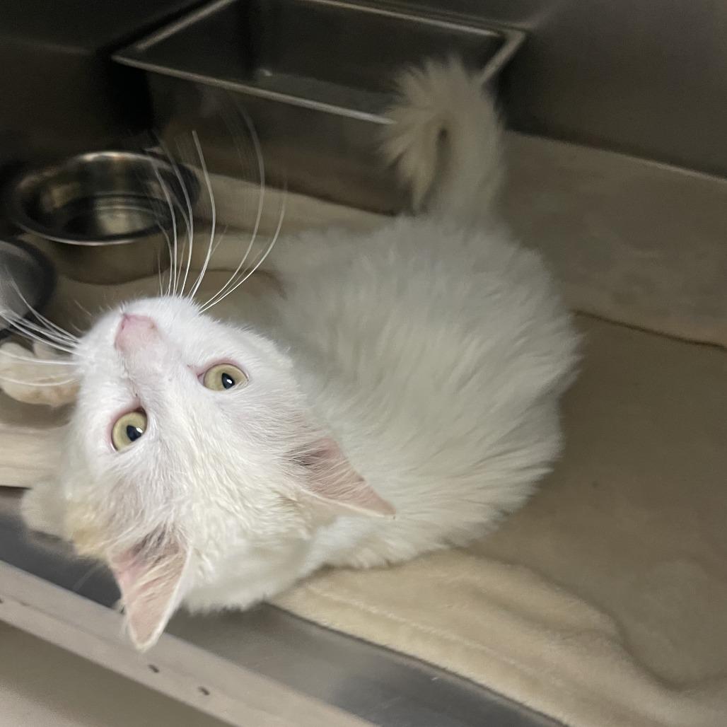 Enlarge Guy Fieri, a Adoptable Domestic Medium Hair in New Fairfield, CT image 4/6